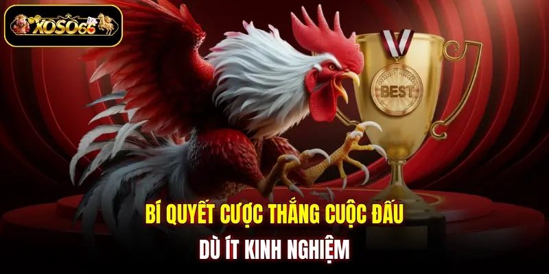 bi quyet cuoc thang cuoc dau du it kinh nghiem Bí quyết cược thắng cuộc đấu dù ít kinh nghiệm