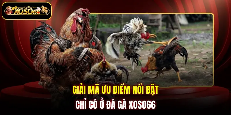 giai ma uu diem noi bat chi co o da ga xoso66 Giải mã ưu điểm nổi bật chỉ có ở đá gà XOSO66